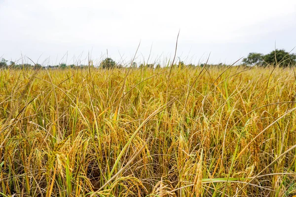Campo de arroz dourado — Fotografia de Stock