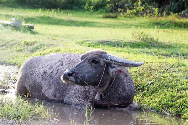 Buffalo est trempé dans un petit marais . — Photo