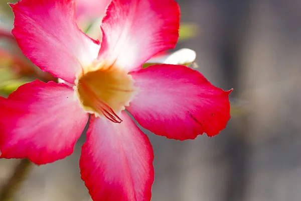 Рожеві квіти Азалії візерунок фон — стокове фото