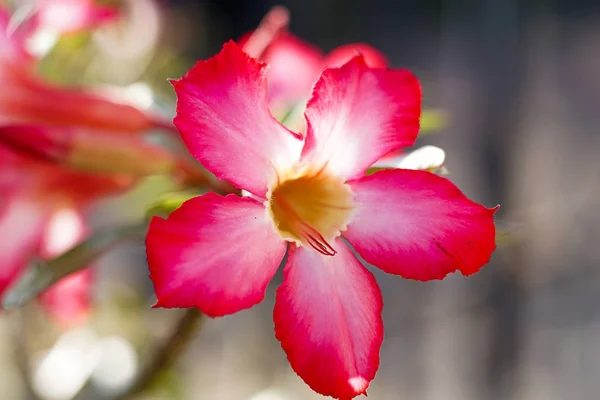 ピンクのツツジの花パターン背景 — ストック写真