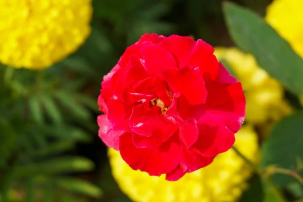 Roses in the garden — Stock Photo, Image