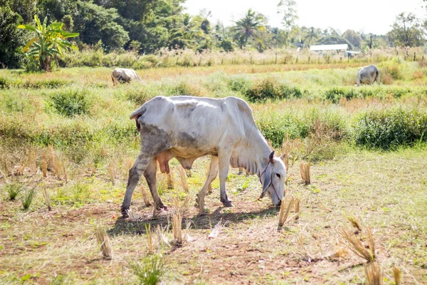 La vache dans le champ mange de l'herbe après la récolte . — Photo