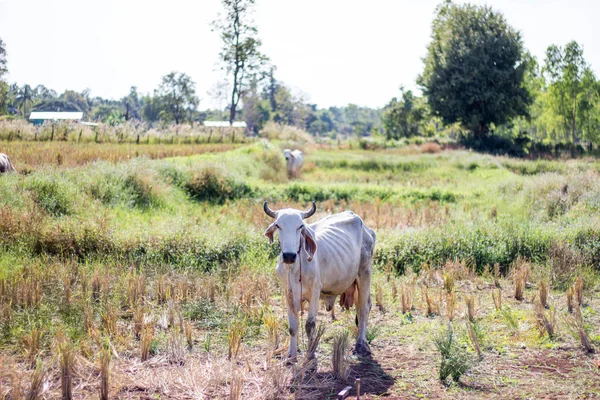 La vache dans le champ mange de l'herbe après la récolte . — Photo