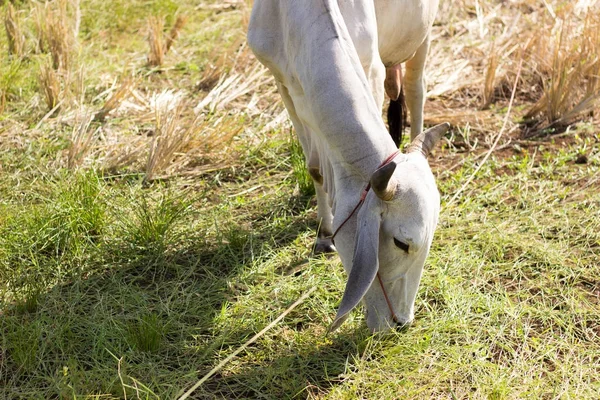 収穫後フィールドで牛が草を食べてください。. — ストック写真