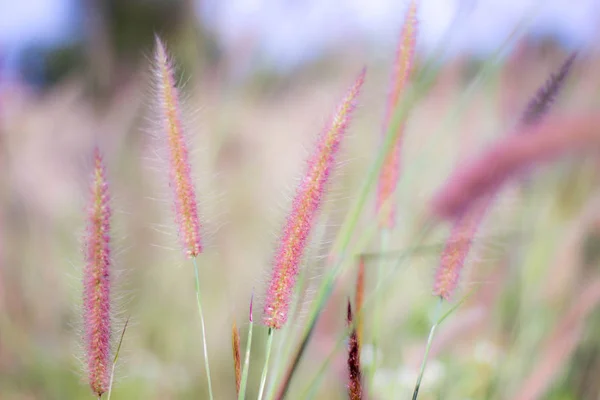 Pernaté měkké trávy má vědecký název, Pennisetum pedic — Stock fotografie