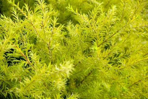 Grön natur med kopia utrymme med som bakgrund eller tapet. — Stockfoto