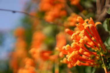 Turuncu trompet veya alev çiçek 