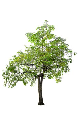 Ağaç izole kırpma yolları, beyaz arka plan üzerinde.  