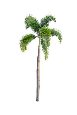 Ağaç izole kırpma yolları, beyaz arka plan üzerinde.    