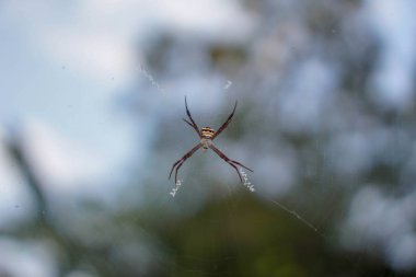 Örümcekler bokeh arka plan üzerinde.