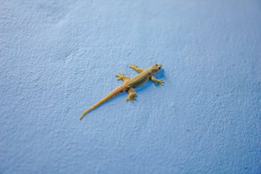 Duvardaki mavi kertenkele