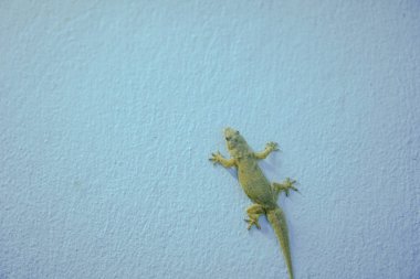 Duvardaki mavi kertenkele