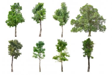 8 ağaç beyaz arka plan üzerinde izole