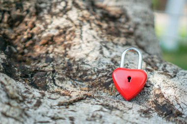 Key red heart on a tree root, the concept of love and Valentine'