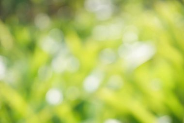 soyut yeşil arka plan bulanıklık.