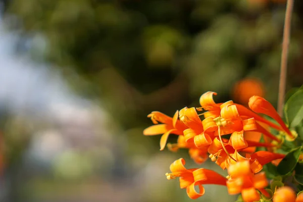 Narancssárga trombita, vagy a láng virág — Stock Fotó