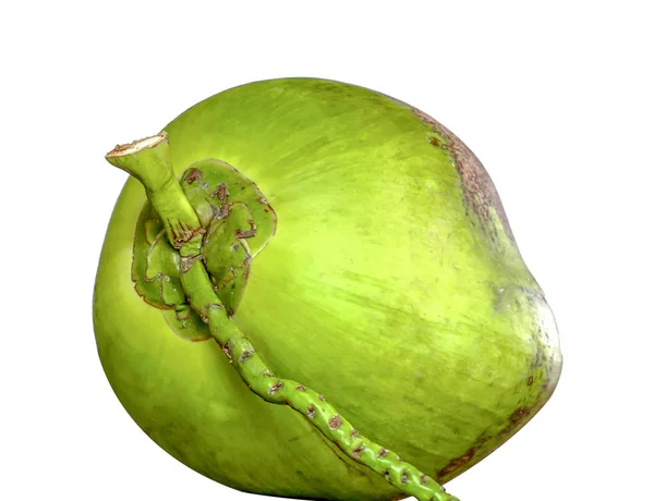 Coconut on white background,clipping paths. — Stock Photo, Image