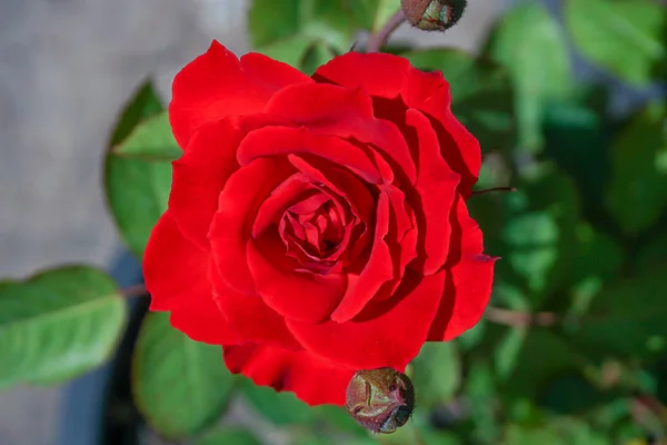 Κόκκινα τριαντάφυλλα σε γλάστρες, η έννοια της αγάπης, του Αγίου Βαλεντίνου. — Φωτογραφία Αρχείου