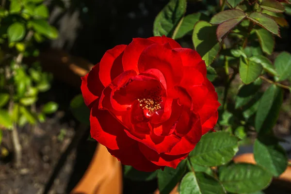 Red roses in flower pots, the concept Love, Valentine's heart. — Stock Photo, Image