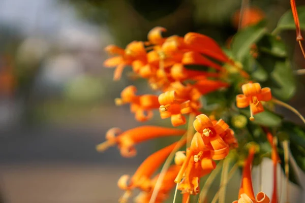 Narancssárga trombita, vagy a láng virág — Stock Fotó