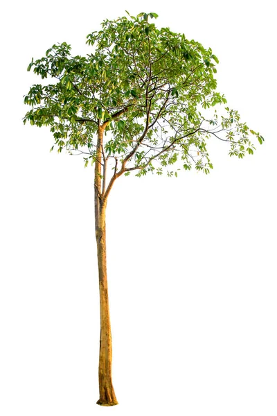 Дерево ізольовано на білому тлі, відсічні контури . — стокове фото