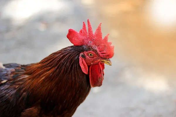 Gallo tiro concepto de cerca granjas de pollo — Foto de Stock