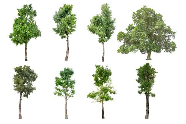 8 ağaç beyaz arka plan üzerinde izole