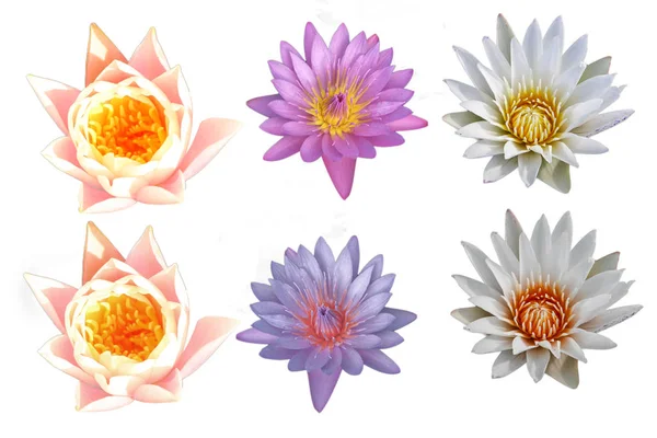 Lotus, podzielone na białym tle. — Zdjęcie stockowe