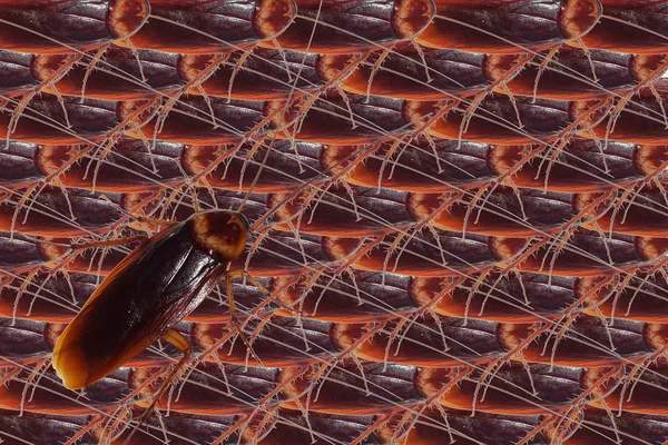 Cucaracha patrón de fondo textura . —  Fotos de Stock