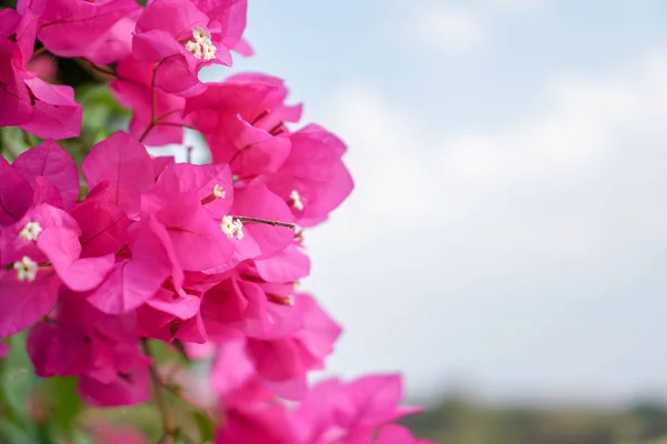 Bougainvillea a kertben. — Stock Fotó