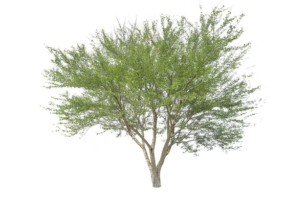 Beyaz arka plan ayrılmış ağaçlar.