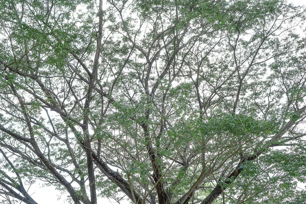 Árvores separadas do solo depois do branco . — Fotografia de Stock