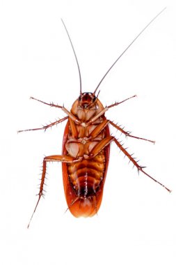 Beyaz arka plan izole ölü Hamam böcekleri.