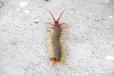 Kırkayak yere tırmanmaya