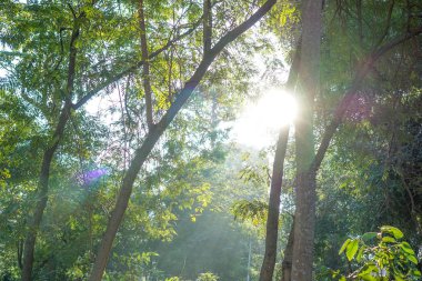 Ağaçlara ışık gönder