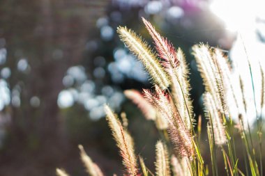Güneş doğmadan sabah yumuşak ipek çim.