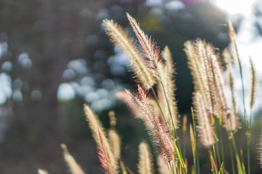 Güneş doğmadan sabah yumuşak ipek çim.