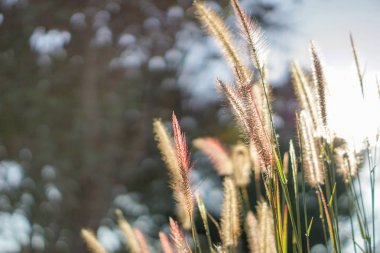 Güneş doğmadan sabah yumuşak ipek çim.