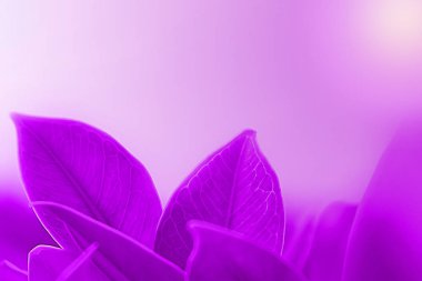 Mor yaprak doğa kopya alan arka plan veya wallp olarak kullanma