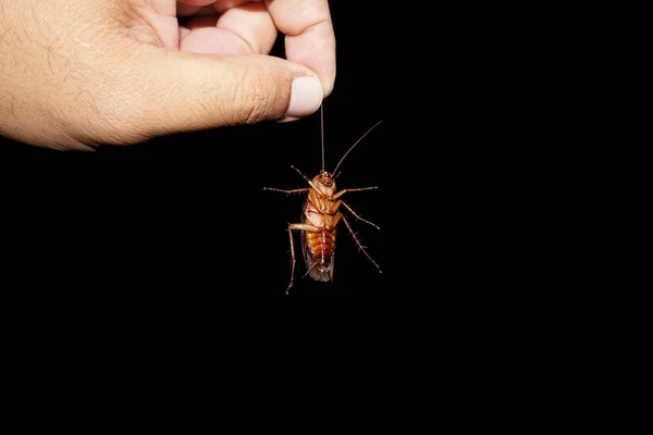 Cockroach on the man's hand on a black background. — Stock Photo, Image