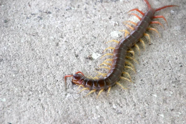 Climb on the floor the centipede — Stock Photo, Image