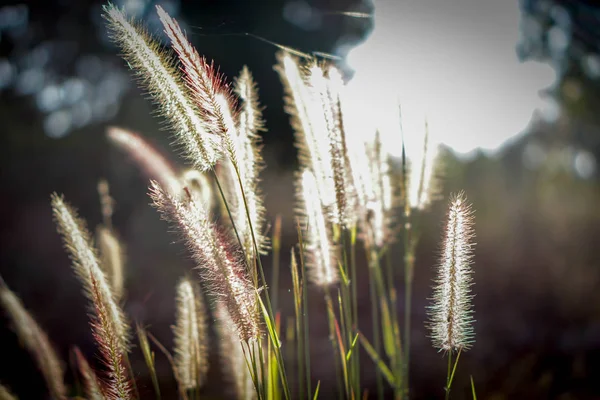 Miękkiej trawie jedwabiu rano wschodzi słońce. — Zdjęcie stockowe