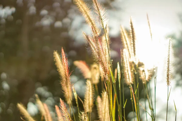 Jemné hedvábí tráva ráno slunce vychází. — Stock fotografie