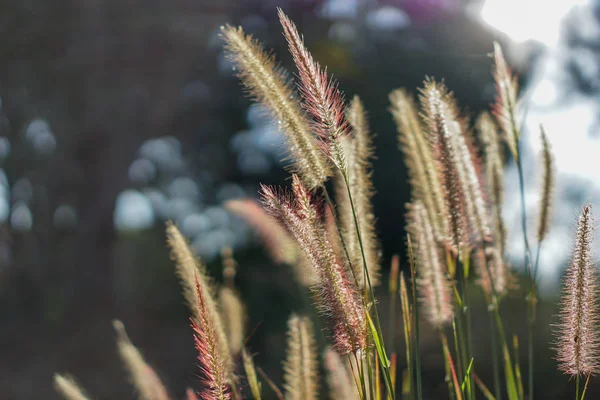 태양이 상승 하는 아침에 부드러운 실크 잔디. — 스톡 사진