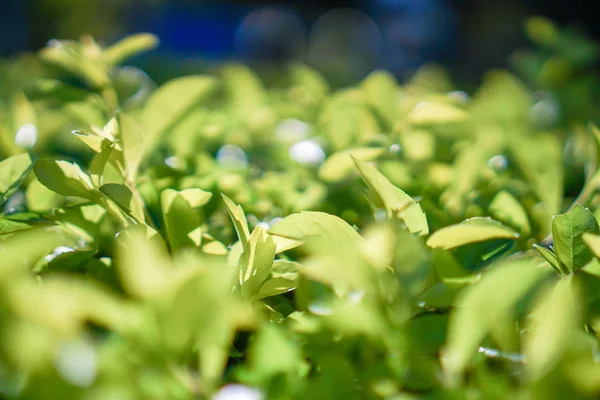 Natureza verde com espaço de cópia usando como fundo ou papel de parede . — Fotografia de Stock