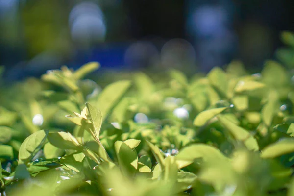 Natureza verde com espaço de cópia usando como fundo ou papel de parede . — Fotografia de Stock