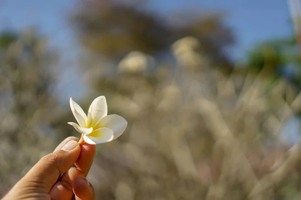 Champa flower in hand. — Stock Photo, Image