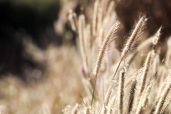 Vahşi bitkiler batımında, arka plan görüntü bl yapma rüzgarlar