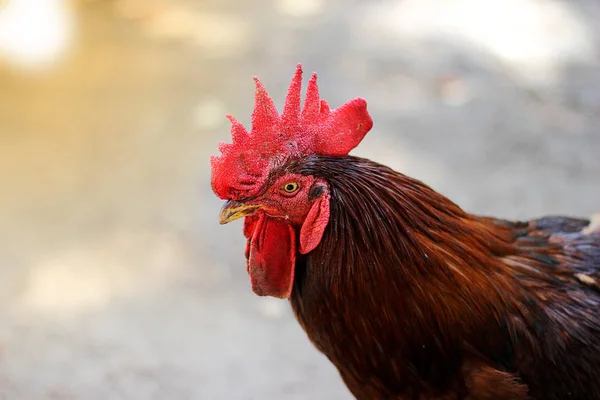 Gallo tiro concepto de cerca granjas de pollo — Foto de Stock