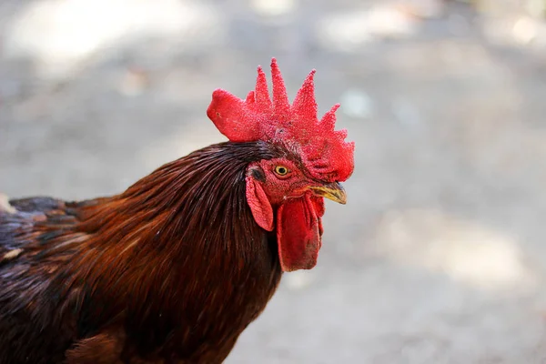 Gallo tiro concepto de cerca granjas de pollo — Foto de Stock